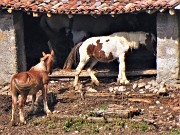 19 Cavalli e puledri escono al pascolo